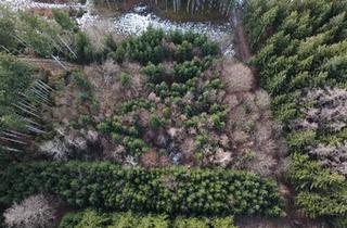 Immobilie kaufen in 86928 Hofstetten, Waldgrundstück mit gutem Baumbestand und idealer Zufahrt nähe Hofstetten