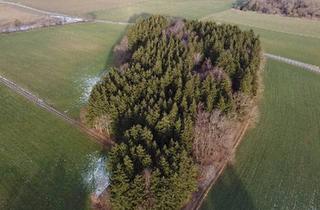 Immobilie kaufen in 86928 Hofstetten, Waldgrundstück mit gutem Baumbestand und idealer Zufahrt nähe Hofstetten
