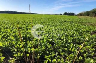 Immobilie kaufen in 29591 Römstedt, Ackerlandpaket in Römstedt/Drögennottorf – ca. 9 ha im Gebotsverfahren – Angebotsfrist 31.05.2026