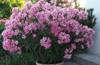 Wohnung mieten in 63110 Rodgau, Im Sommer in Jügesheim wohnen