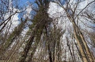 Grundstück zu kaufen in Spenglerstraße 44-58, 72654 Neckartenzlingen, 2.123 m² Waldfläche in Neckartenzlingen - 21 km von Stuttgart -