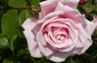 Haus mieten in 82110 Germering, Schönes Einfamilienhaus zu vermieten