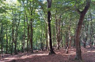 Immobilie kaufen in 58636 Iserlohn, Waldfläche in Iserlohn