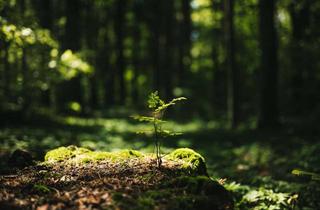 Gewerbeimmobilie kaufen in 82441 Ohlstadt, Ein eigenes Stück Wald!