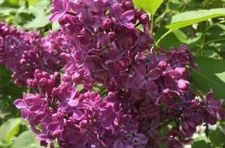 Haus kaufen in 09353 Oberlungwitz, FREUEN SIE SICH AUF FRÜHLINGSGLÜCK IM GARTEN IHRES EIGENEN HAUS! TEL.: 1714863595