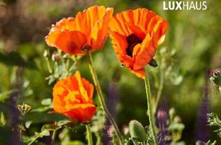 Haus kaufen in 69509 Mörlenbach, Wo der Odenwald am Schönsten ist - Erholung pur in der Natur