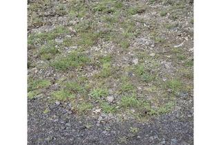 Grundstück zu kaufen in Rotweinstrasse 14, 53506 Rech, Grundstück zu verkaufen – Baulücke in bester Lage von Rech