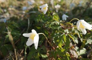Haus kaufen in 84453 Mühldorf, Mühldorf am Inn - Haus zum Kaufen Mühldorf a. Inn, od. Umkreis 3 km, v. Privat ges.