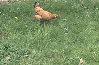 Wohnung mieten in 65549 Limburg, Helle 4-Zimmer-Wohnung mit Balkon im 1. OG in Limburg an der Lahn