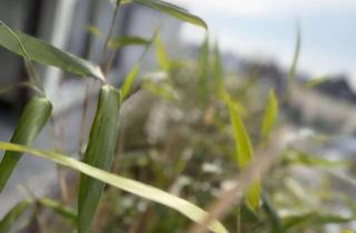 Wohnung kaufen in 48249 Dülmen, Schicke Eigentumswohnung im Terrassenhaus in Dülmen