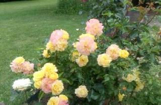 Wohnung mieten in Drammestr., 37124 Rosdorf, Unverqualmt-Landhaus-Garten