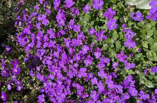 Doppelhaushälfte kaufen in 52355 Düren, Düren - DDH KreuzauOrtsteil, von 1950,