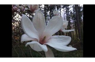 Haus kaufen in 97956 Werbach, Bien-Zenker: Ihr individuelles Wohlfühl-Haus EVOLUTION 162 in Werbach