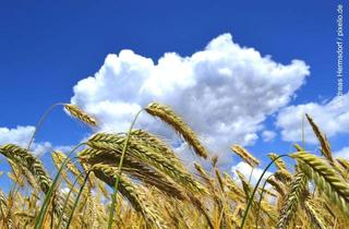 Immobilie kaufen in 93349 Mindelstetten, Ackerland bei Mindelstetten