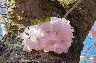 Wohnung kaufen in Adornostr. 22, 14612 Falkensee, **Attraktive Kapitalanlage in der Gartenstadt Falkenhöh** EBK, Garten