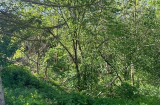 Grundstück zu kaufen in 06343 Friesdorf, Auktion - 0,8 ha Wald unterhalb des Schlosses Rammelburg in 06343 Friesdorf
