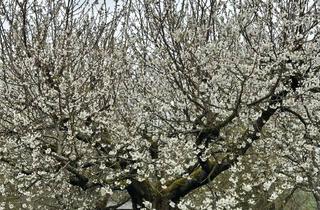 Wohnung mieten in Vorstadt, 35325 Mücke, Helle 2-Zimmer Wohnung im EG in Mücke - Ruppertenrod