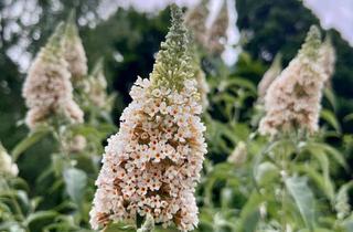 Haus mieten in 74821 Mosbach, Einfamilienhaus in Mosbach mit 3 Zimmern und 100m² Wohnfläche