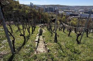 Immobilie kaufen in 70435 Stuttgart, Charmanter Weinberg in Stuttgart-Zuffenhausen - Naturidylle mit Potenzial in Südlage