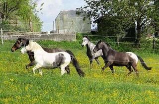 Immobilie kaufen in 88605 Meßkirch, Gepflegter Pferdehof mit vielen Möglichkeiten, auch als Investment
