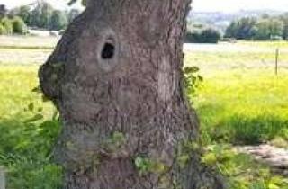 Wohnung mieten in Poststrasse, 40721 Hilden, Saniertes großzügiges Appartement mit Loggia