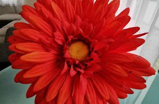 Wohnung mieten in Untere Straße 31, 69117 Altstadt, *Charmantes Apartment im Herzen der Altstadt*