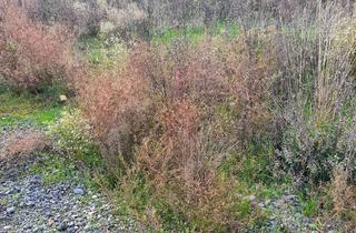 Grundstück zu kaufen in 61138 Niederdorfelden, Doppelhaushälftegrundstück in Niederdorfelden