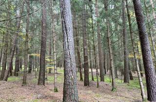 Immobilie kaufen in 91239 Henfenfeld, Forstbestand in Henfenfeld