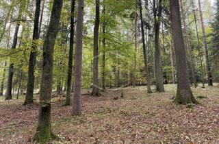 Immobilie kaufen in 91242 Ottensoos, Wald in Ottensoos