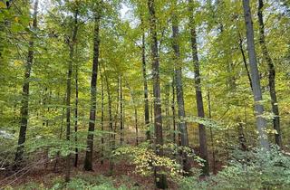 Immobilie kaufen in 91239 Henfenfeld, Waldparzellen in Henfenfeld