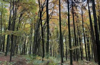 Immobilie kaufen in 91241 Kirchensittenbach, Wald in Kirchensittenbach