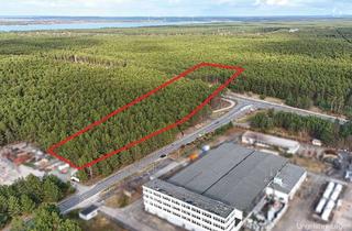 Grundstück zu kaufen in 02977 Zeißig, 1,6 ha Waldfläche an der Stadtgrenze von Hoyerswerda