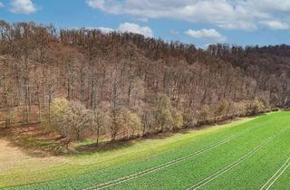 Gewerbeimmobilie kaufen in 37574 Kreiensen, 2,85 ha Wald - alter Buchenbestand mit Unterwuchs