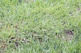 Haus kaufen in 25704 Meldorf, Meldorf - Grundstück oder Haus in Innenstadt Meldorf