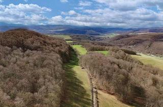 Grundstück zu kaufen in 37318 Asbach-Sickenberg, 0,87 ha Wald mit altem Buchenbestand und Grünland