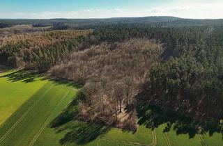 Grundstück zu kaufen in 39638 Zichtau, 12,1 ha Forstliegenschaft mit Kiefer, Eiche und Rotbuche bei Gardelegen