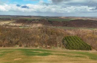 Grundstück zu kaufen in 06456 Sandersleben, 3,8 ha hochwertiger Laubwaldbestand