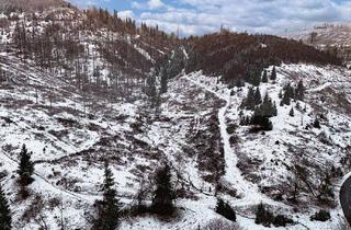 Grundstück zu kaufen in 37444 St. Andreasberg, 1 ha Waldfläche im Harz - gerodeter Fichtenbestand