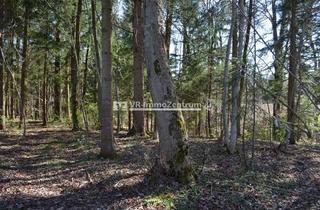 Immobilie kaufen in 86949 Windach, Kleines Waldgrundstück