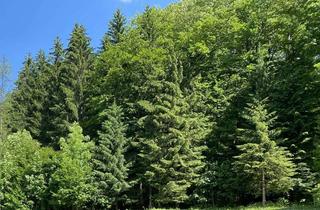 Gewerbeimmobilie kaufen in 83483 Bischofswiesen, Attraktives Waldgrundstück in Bischofswiesen