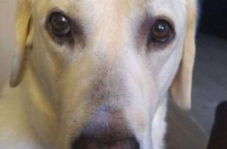 Wohnung mieten in Silberbergstrasse, 98711 Schmiedefeld, Paul empfiehlt: Neu renovierte 2-Raum-Wohnung in ruhiger Lage!