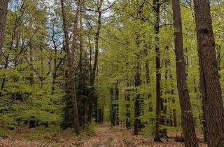 Haus kaufen in 54668 Echternacherbrück, Echternacherbrück - Haus in der Natur