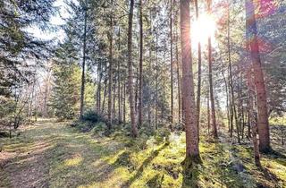 Grundstück zu kaufen in 83104 Tuntenhausen, Waldfläche mit 47.509 m² – naturnaher Bestand mit gesicherter Zufahrt