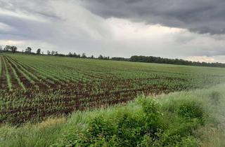 Immobilie kaufen in 49565 Bramsche, 30.465 m² Landwirtschaftsfläche in Bramsche-Kalkriese gegen Höchstgebot zu verkaufen