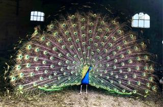 Lager kaufen in 25557 Seefeld, Ich habe das Paradies entdeckt.Resthof in absoluter Alleinlage.