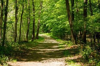 Gewerbeimmobilie kaufen in 85253 Erdweg, 5,54 ha Waldgrundstück im Lkr. Dachau