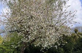 Wohnung mieten in Eichenallee 35, 21521 Wohltorf, ** Wohltorf - GARTEN ca. 195 m² + gr. Terrasse - modernisiert - Großzügig - Ruhig - Gemütlich **