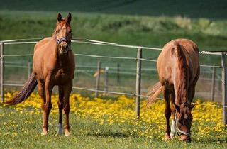 Gewerbeimmobilie kaufen in 55276 Oppenheim, Charmanter Reiterhof/Bauernhof in Rheinhessen auf 4 ha zu verkaufen