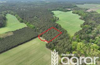 Gewerbeimmobilie kaufen in 03044 Schmellwitz, Ein Stück märkische Waldidylle am Stadtrand von Cottbus - Kiefernwald (ca. 0,5 ha)