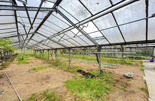 Gewerbeimmobilie mieten in 71723 Großbottwar, Gewächshaus mit ca. 500 m²in Großbottwar***Teilflächen möglich***